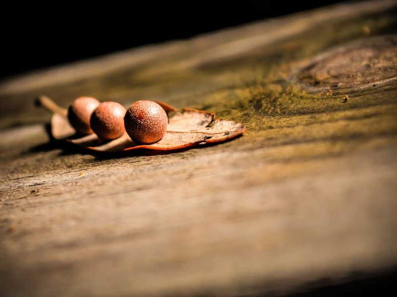 SC Village Paintball